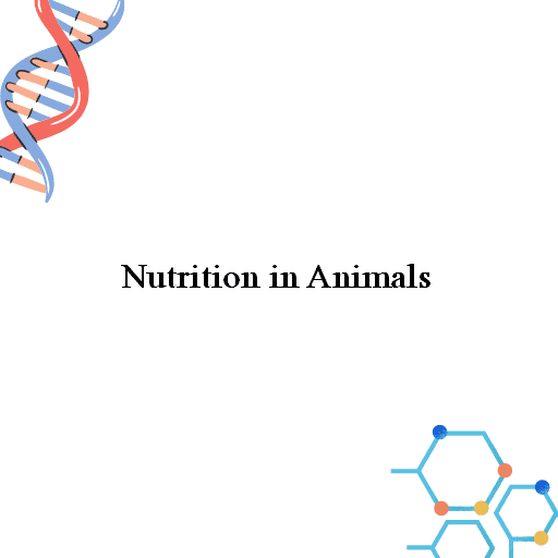 Nutrition in Animals